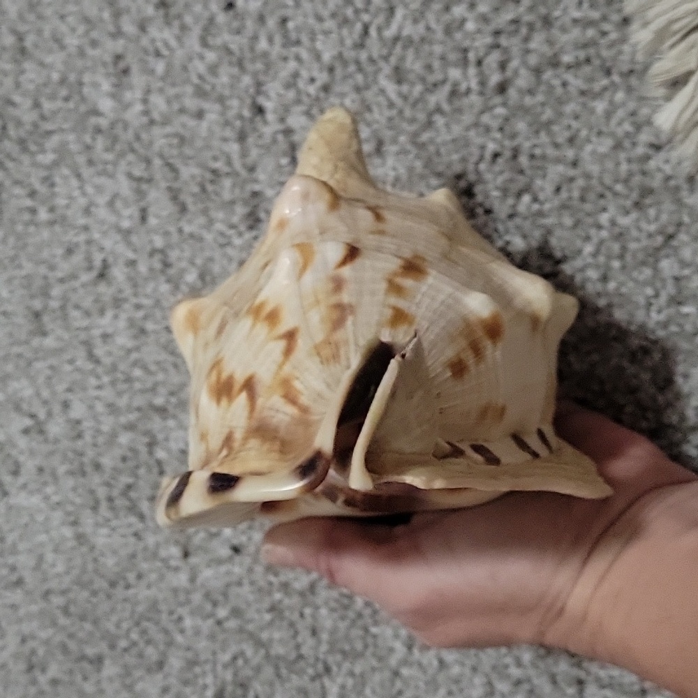 Queen Conch shell - Picture 4 of 6